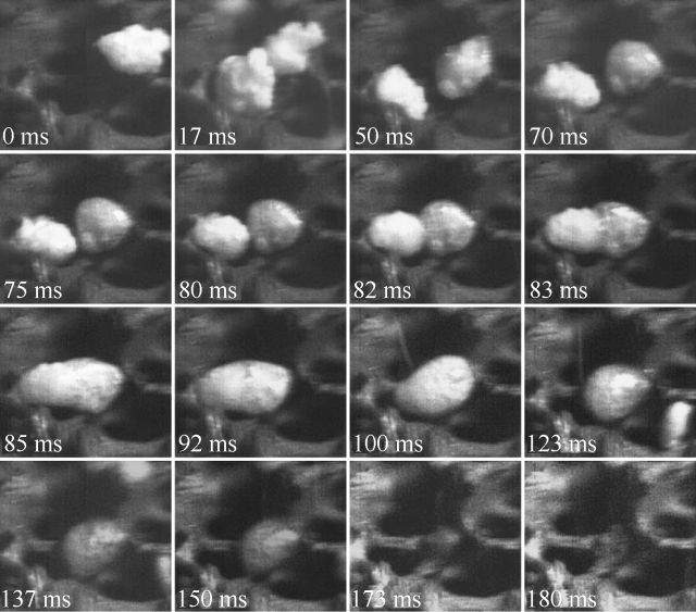 生物质碳中和_生物质碳化的中间产物_产物中间物质碳化生什么